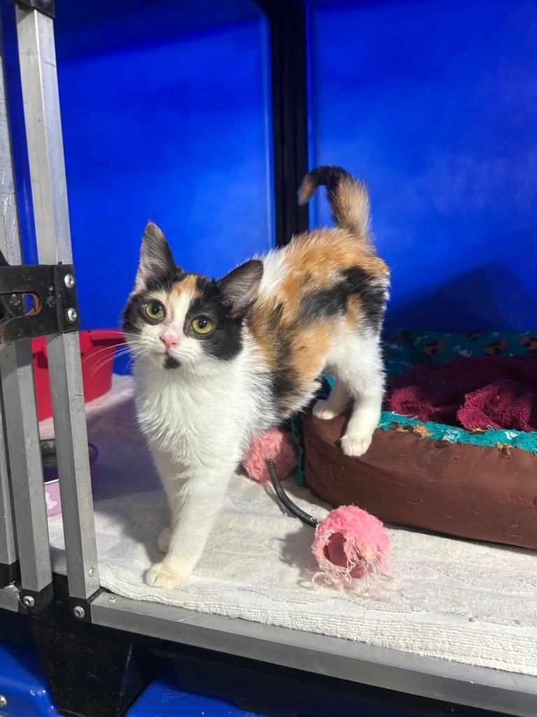 Maria Bonita, gato para adoção em São Paulo - SP