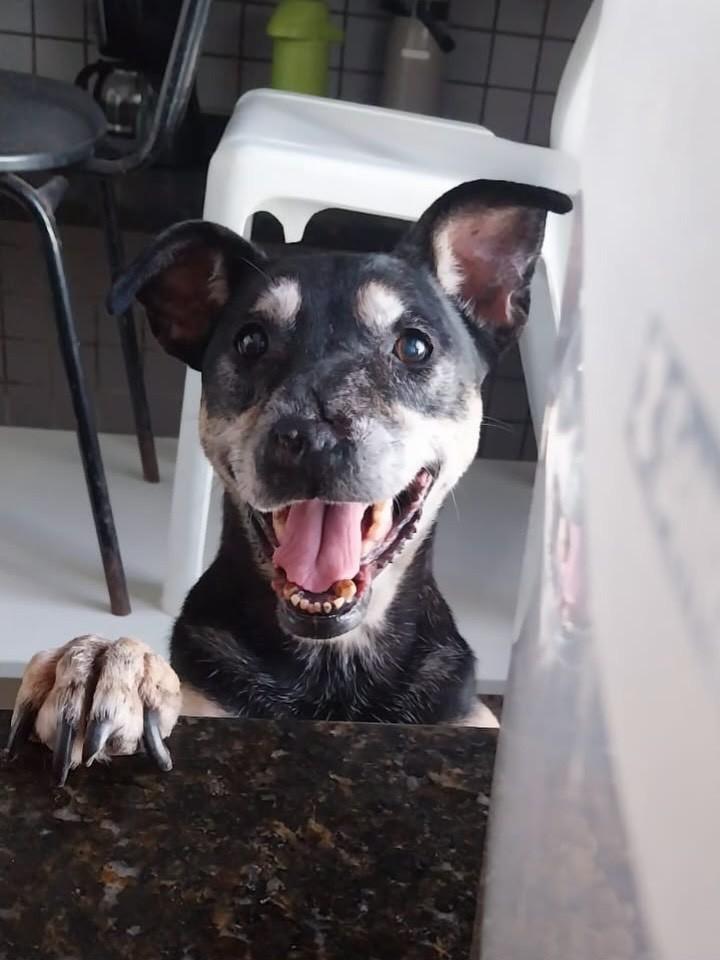 Serena, cadela de porte pequeno para adoção em São Paulo - SP
