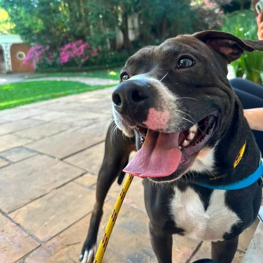 Max, cachorro de porte médio para adoção em São Paulo - SP