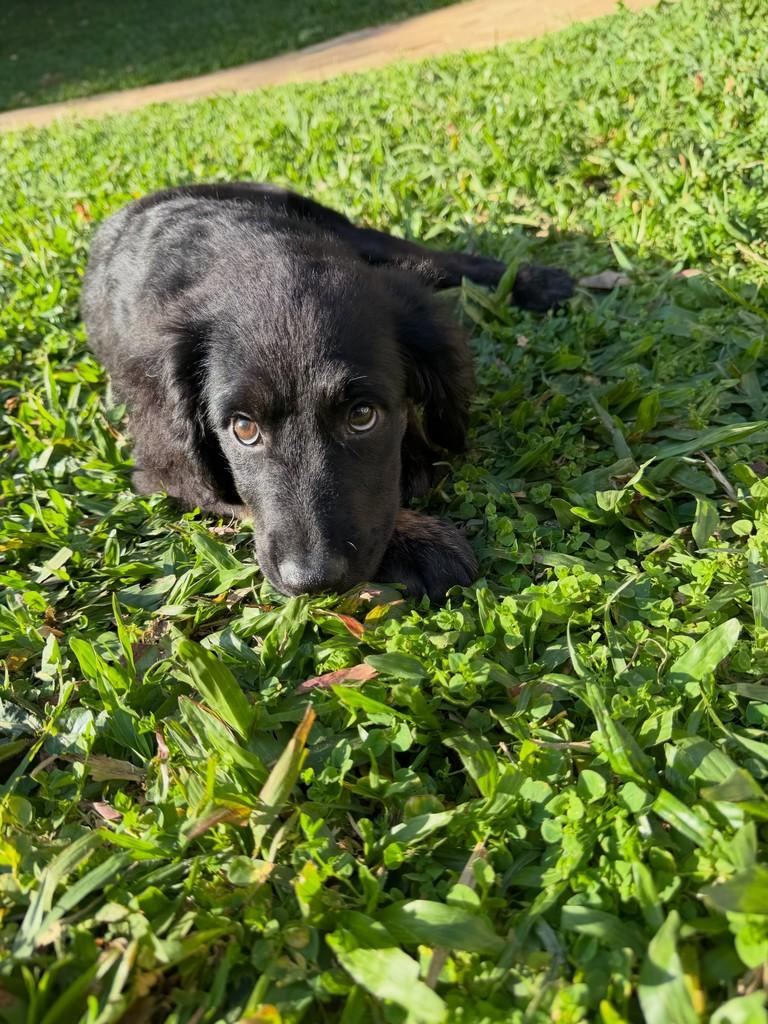 Beyoncé, cachorro de porte médio para adoção em São Paulo - SP