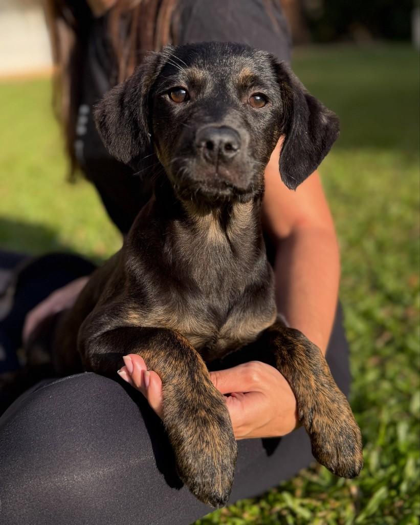 Shakira, cachorro de porte médio para adoção em São Paulo - SP