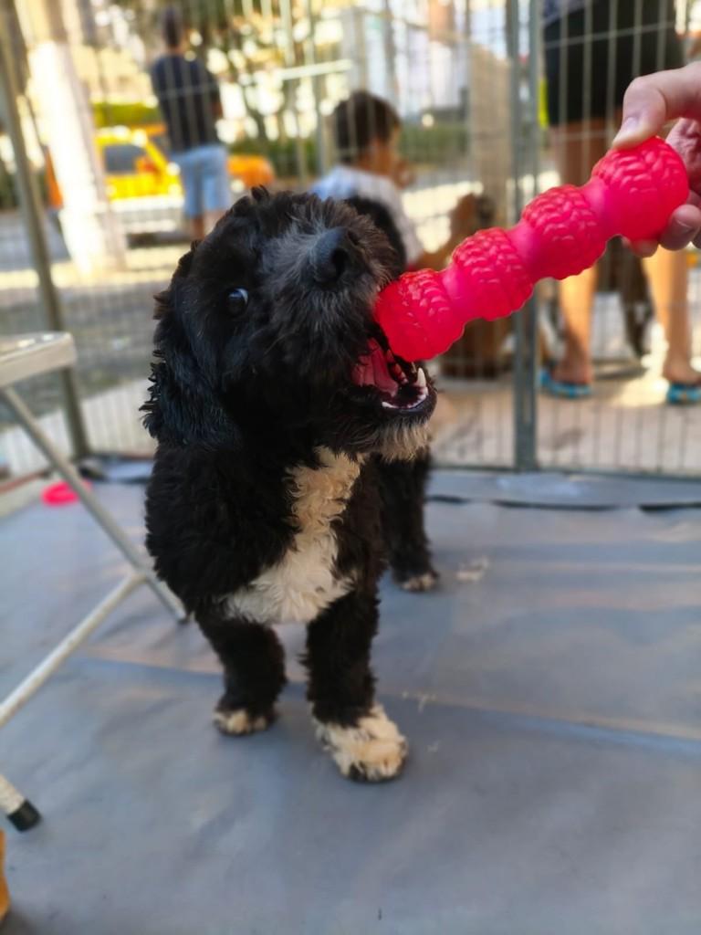 Uno, cachorro de porte pequeno para adoção em São Paulo - SP