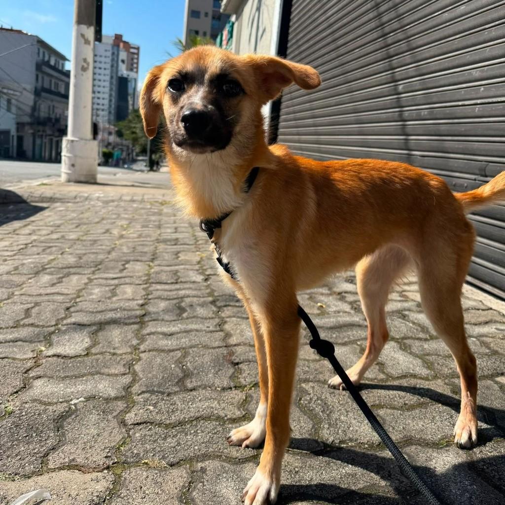 Mel, cachorro de porte médio para adoção em São Paulo - SP
