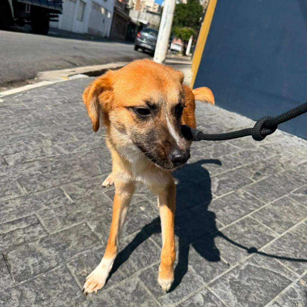 Mel, cachorro de porte médio para adoção em São Paulo - SP — foto 2 de 3