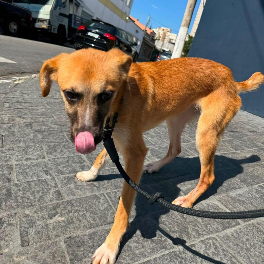 Mel, cachorro de porte médio para adoção em São Paulo - SP — foto 3 de 3