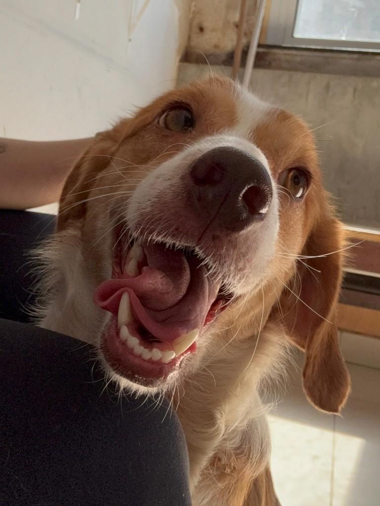 Madalena, cadela de porte médio para adoção em São Paulo - SP