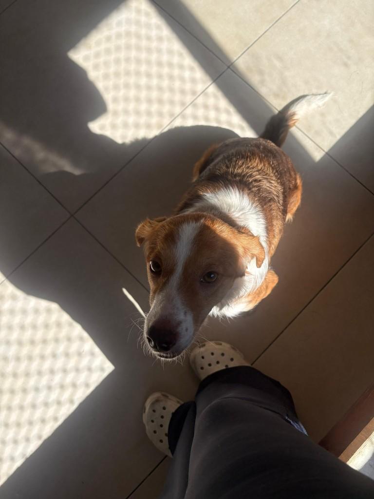 Madalena, cadela de porte médio para adoção em São Paulo - SP — foto 2 de 4