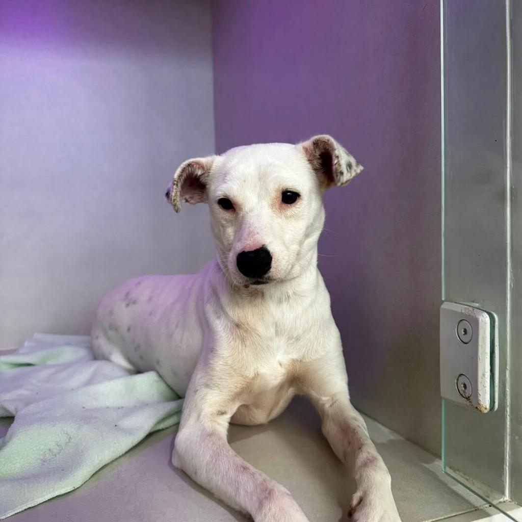 Galega, cadela de porte pequeno para adoção em São Paulo - SP — foto 4 de 4