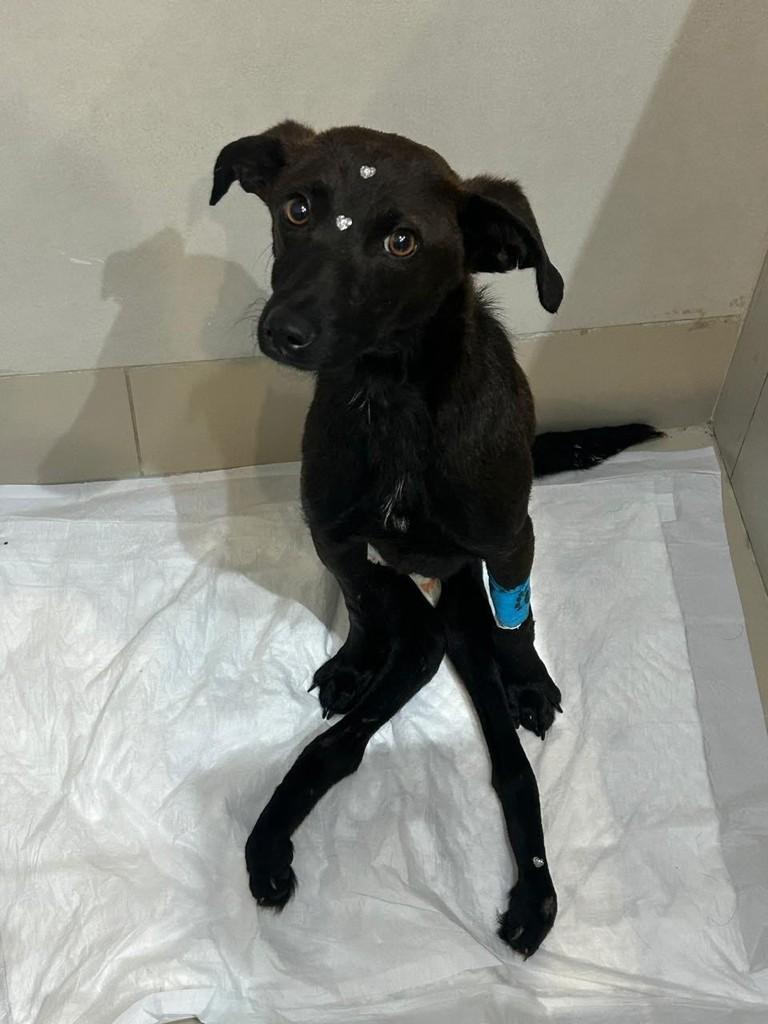 Rita, cadela de porte pequeno para adoção em São Paulo - SP