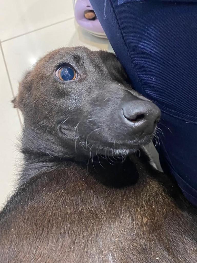 Rita, cadela de porte pequeno para adoção em São Paulo - SP — foto 2 de 3