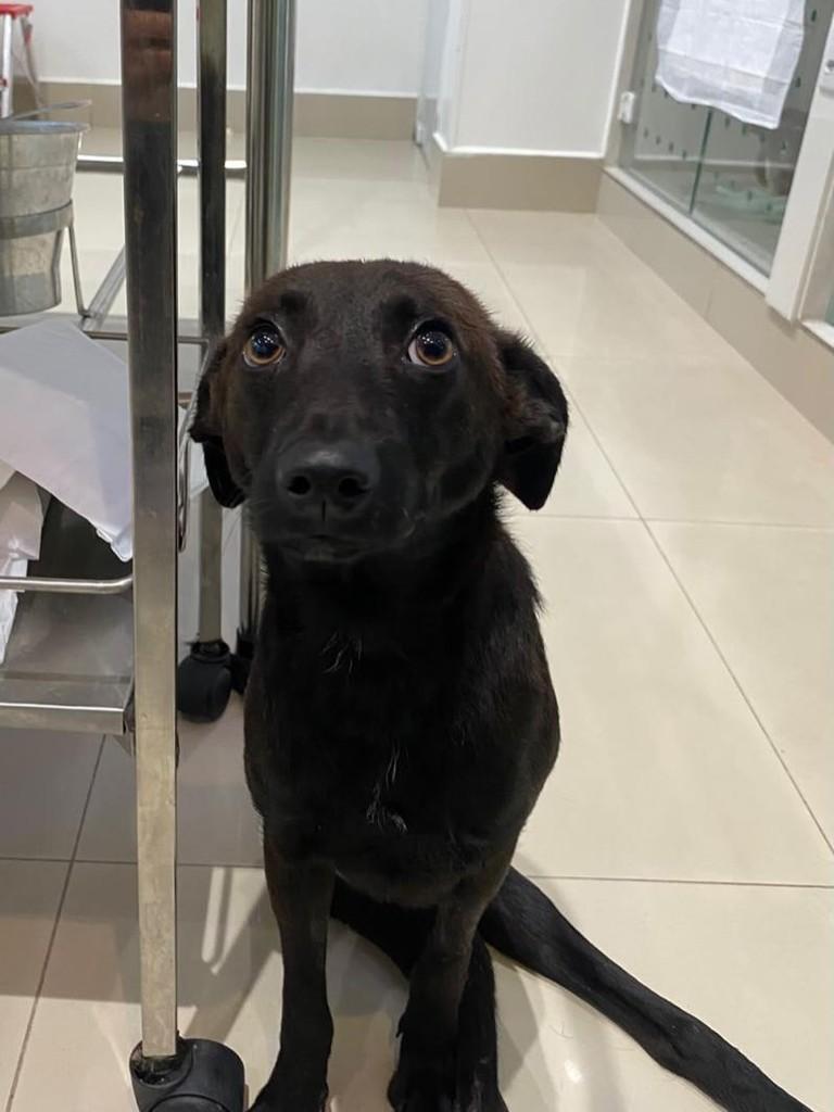 Rita, cadela de porte pequeno para adoção em São Paulo - SP — foto 3 de 3