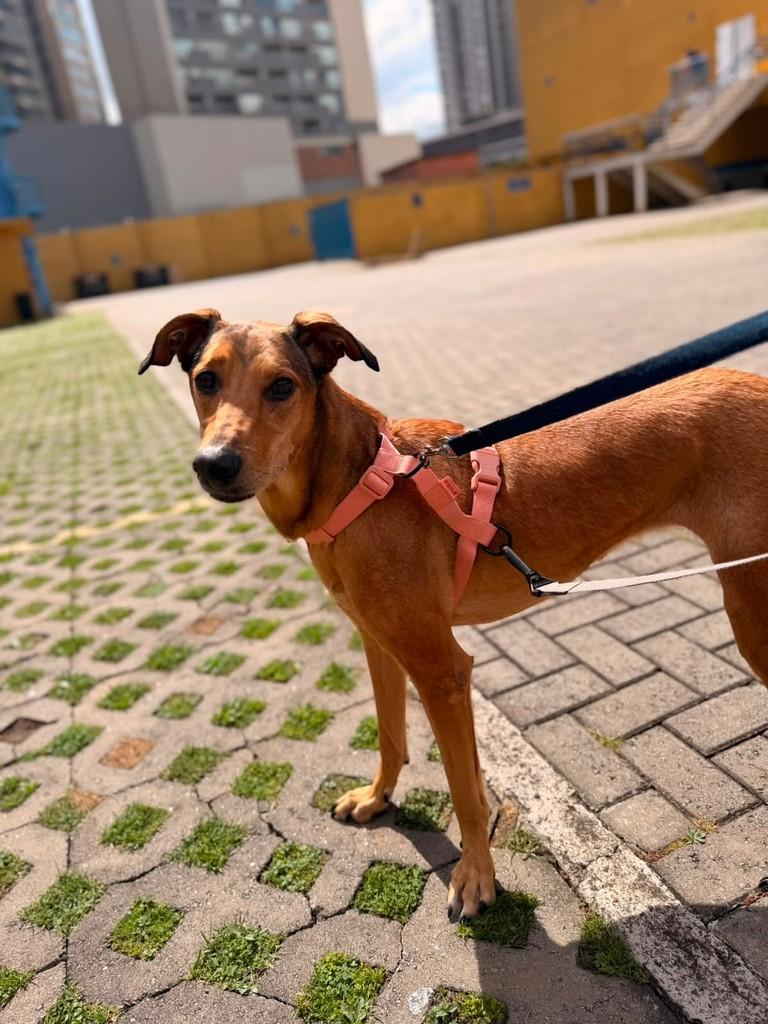 Eliza, cadela de porte grande para adoção em São Paulo - SP