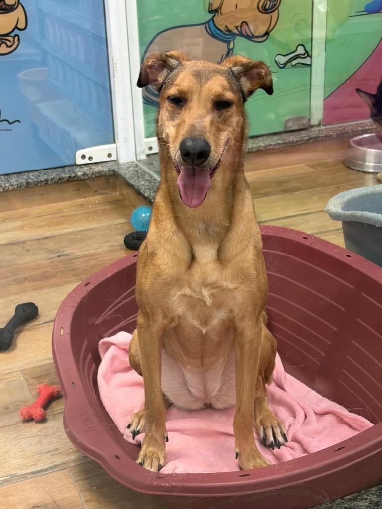 Eliza, cadela de porte grande para adoção em São Paulo - SP — foto 2 de 10