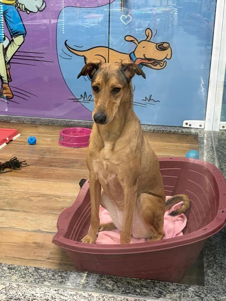 Eliza, cadela de porte grande para adoção em São Paulo - SP — foto 3 de 10