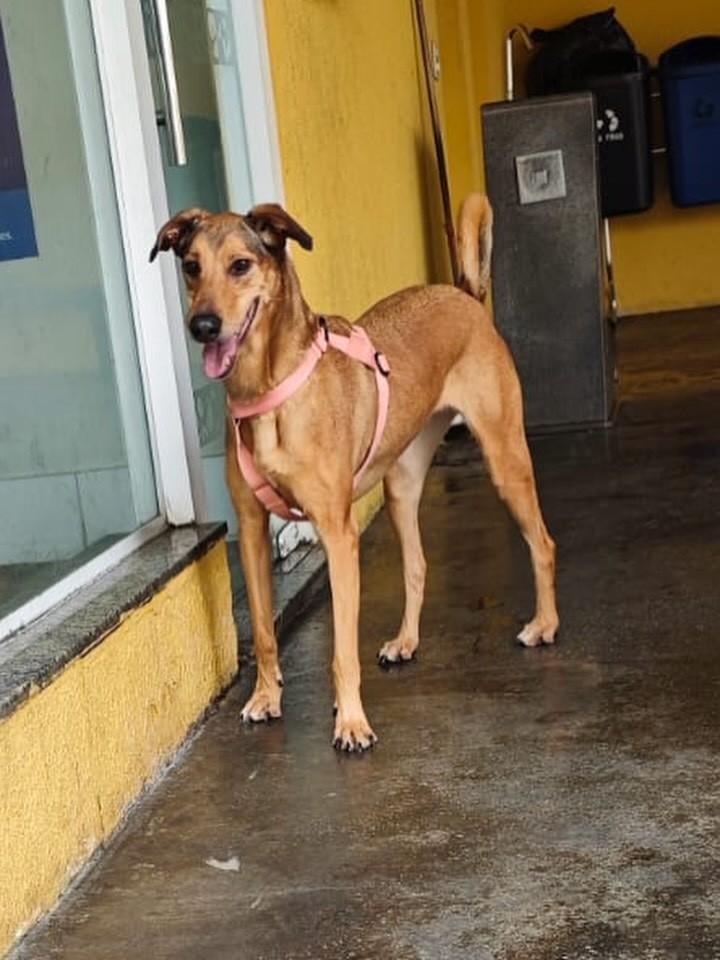 Eliza, cadela de porte grande para adoção em São Paulo - SP — foto 4 de 10