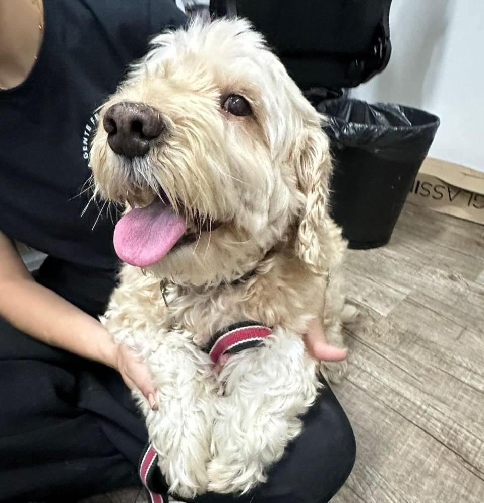 Francisco, cachorro de porte médio para adoção em São Paulo - SP