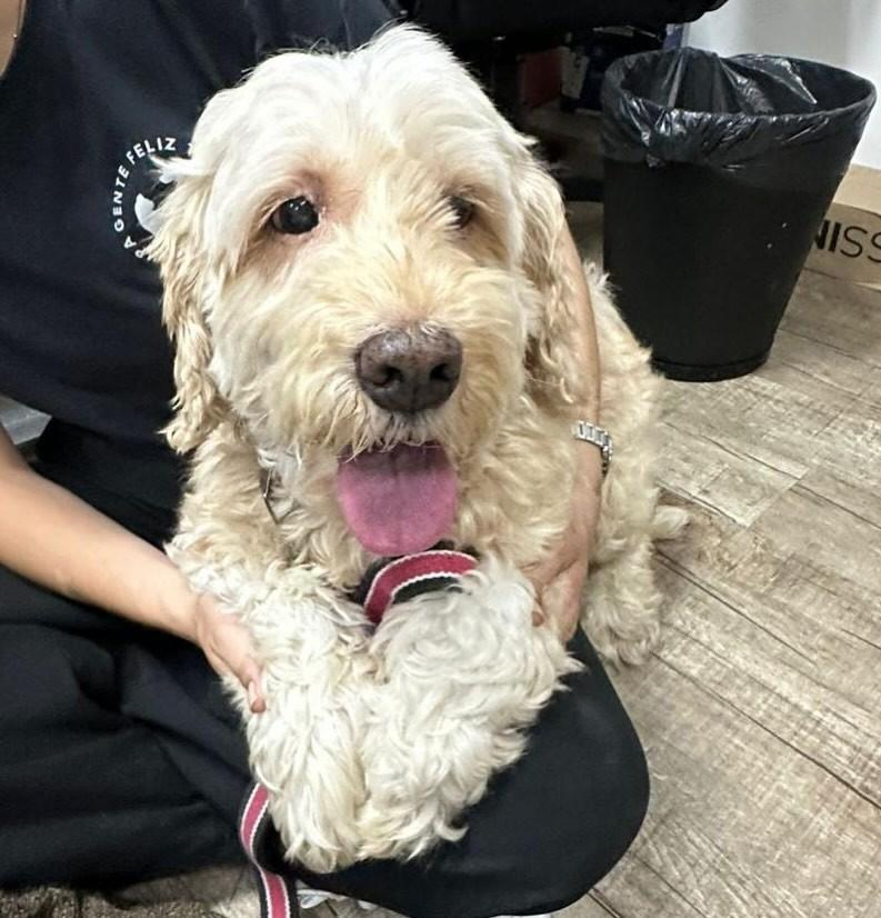 Francisco, cachorro de porte médio para adoção em São Paulo - SP — foto 2 de 2