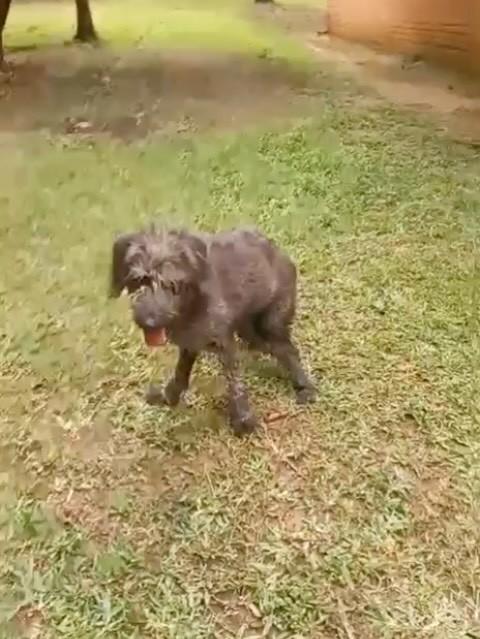 Nala, cadela de porte pequeno para adoção em São Paulo - SP