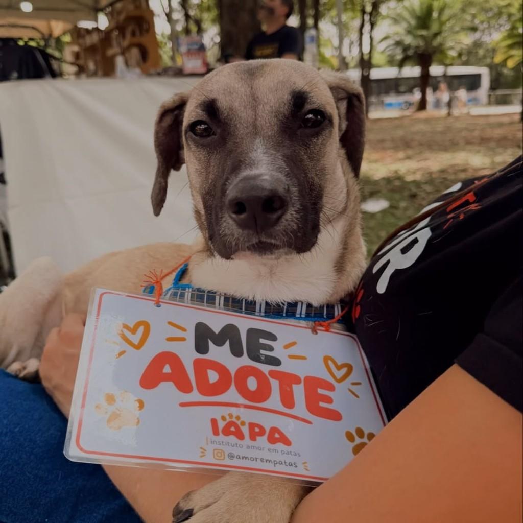 Gael, cachorro de porte médio para adoção em São Paulo - SP