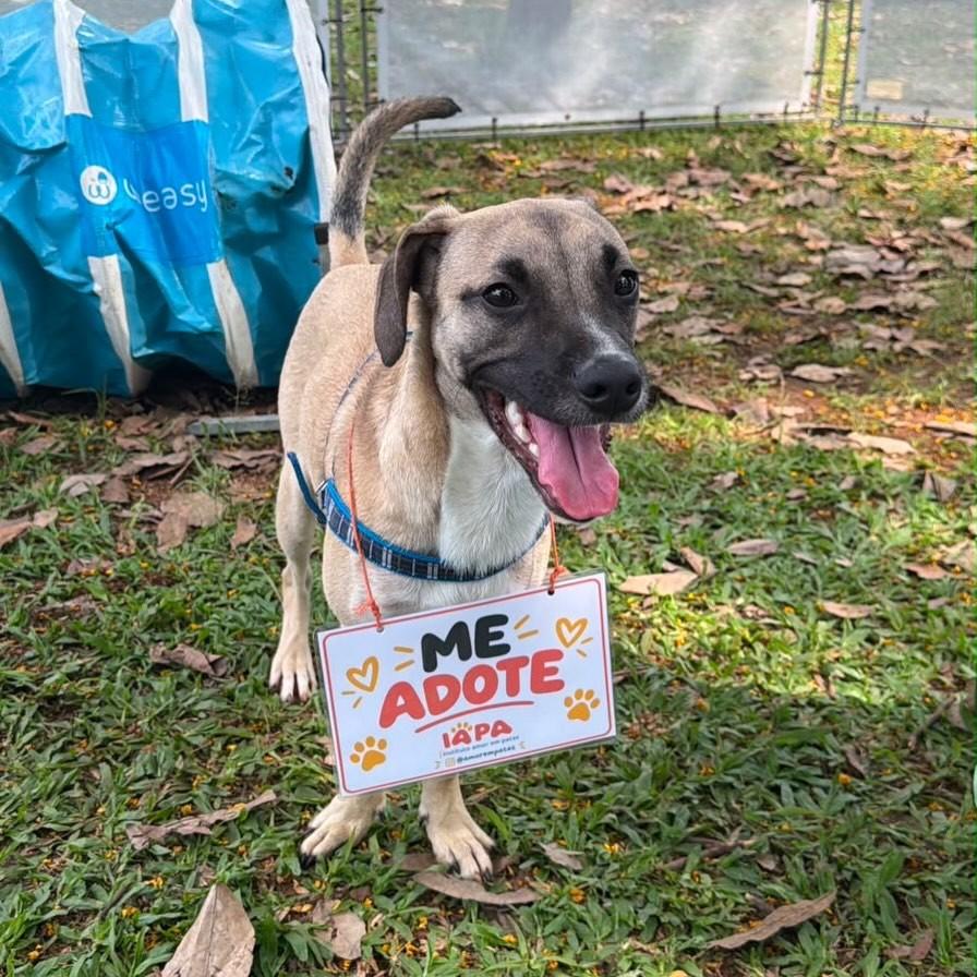 Gael, cachorro de porte médio para adoção em São Paulo - SP — foto 2 de 9