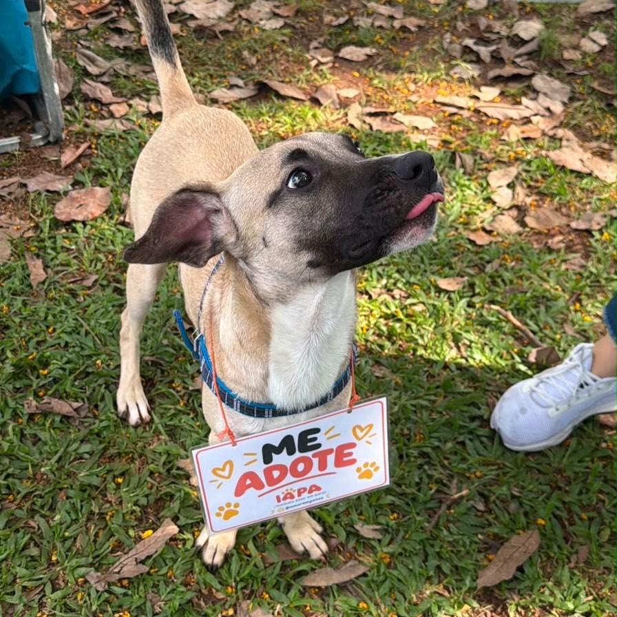 Gael, cachorro de porte médio para adoção em São Paulo - SP — foto 3 de 9