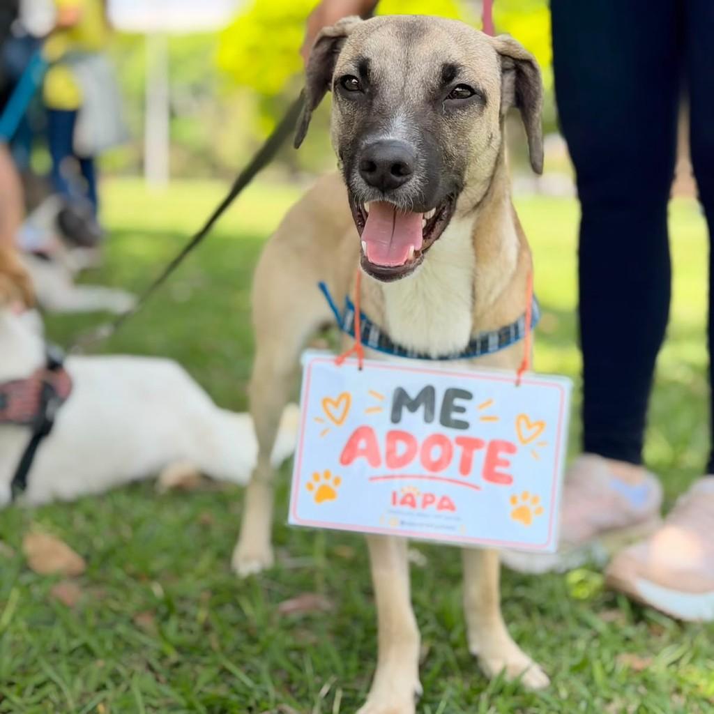 Gael, cachorro de porte médio para adoção em São Paulo - SP — foto 4 de 9