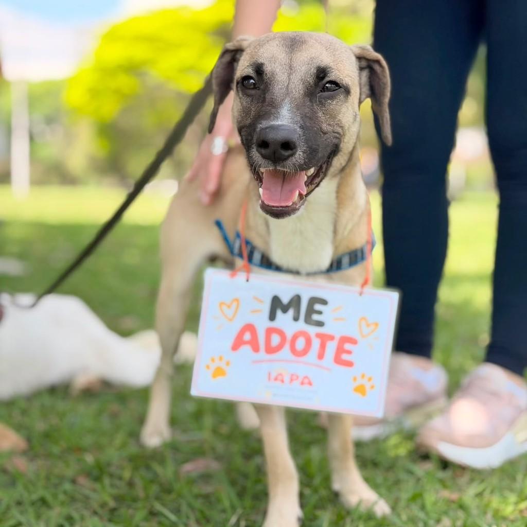 Gael, cachorro de porte médio para adoção em São Paulo - SP — foto 5 de 9