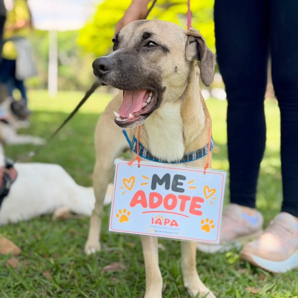 Gael, cachorro de porte médio para adoção em São Paulo - SP — foto 5 de 8