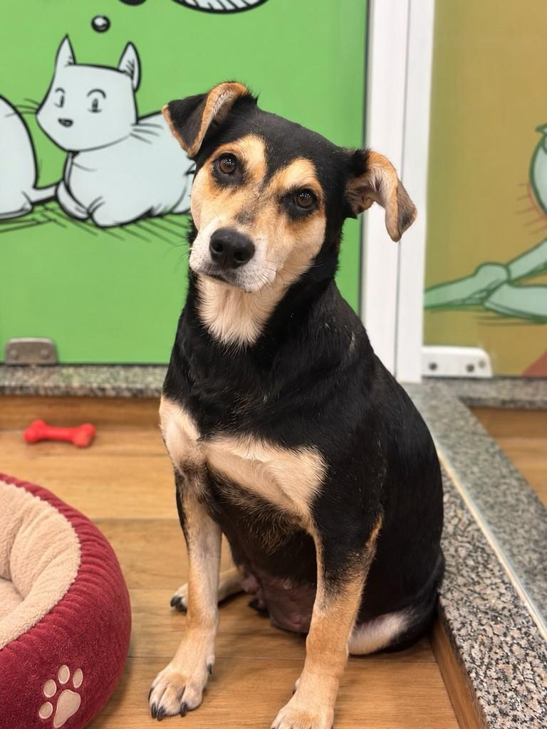Nina, cadela de porte médio para adoção em São Paulo - SP
