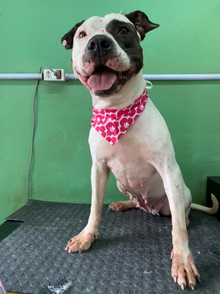 Maria, cadela de porte médio para adoção em São Paulo - SP