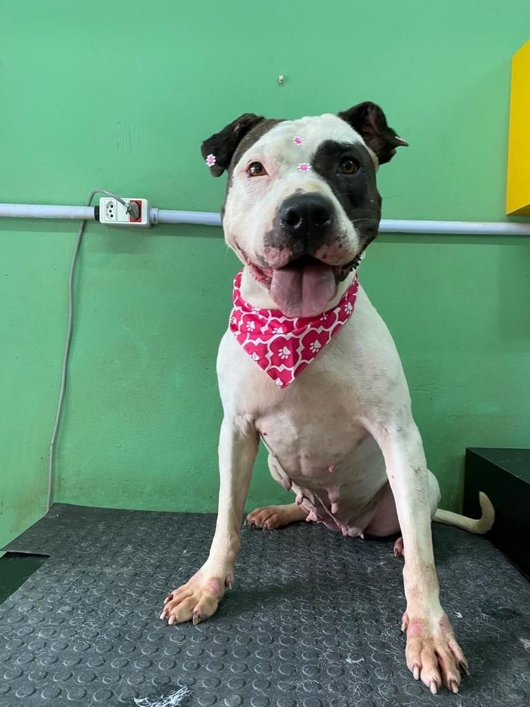 Maria, cadela de porte médio para adoção em São Paulo - SP — foto 2 de 6