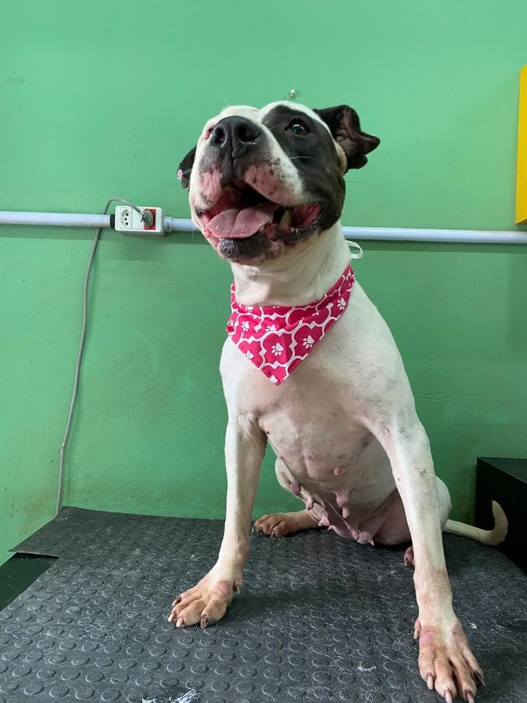 Maria, cadela de porte médio para adoção em São Paulo - SP — foto 3 de 6