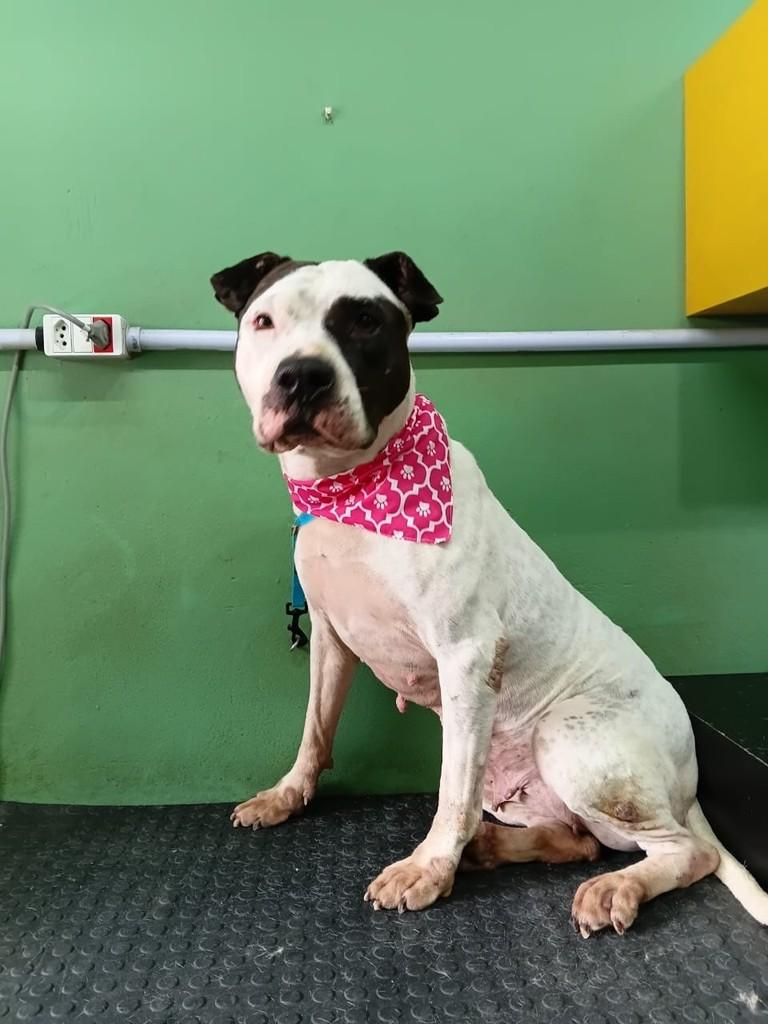 Maria, cadela de porte médio para adoção em São Paulo - SP — foto 4 de 6