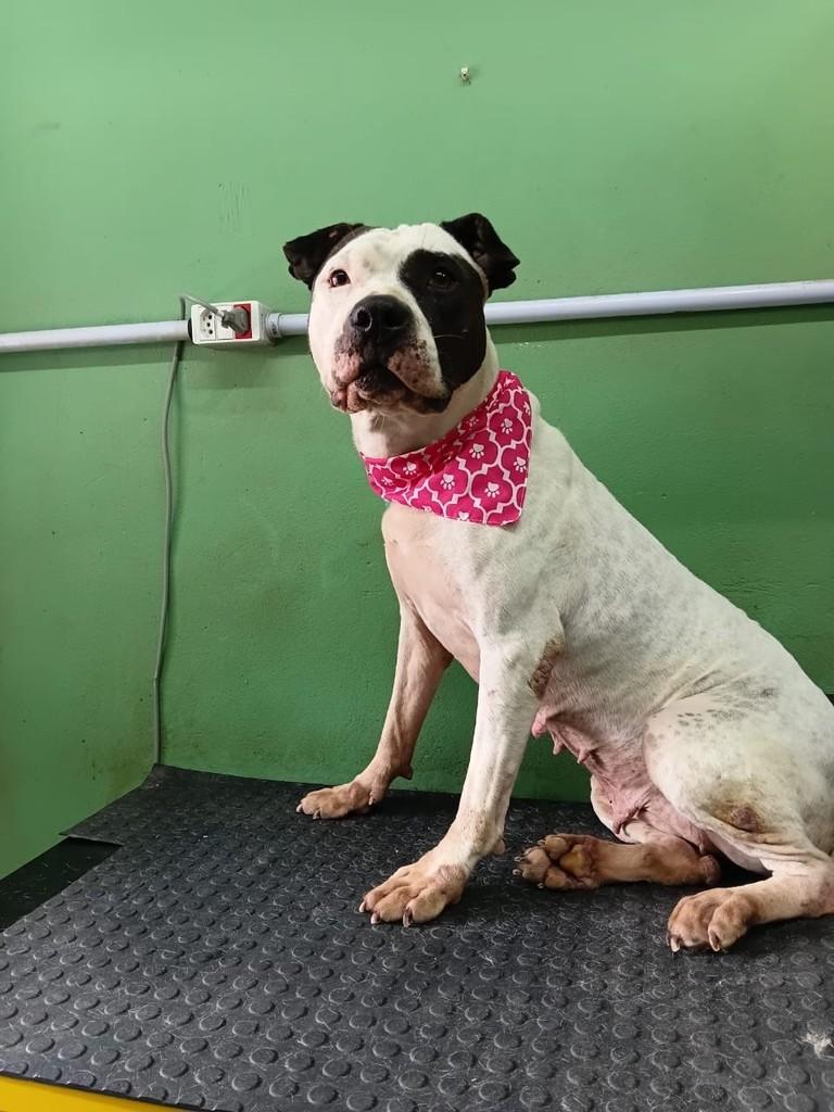 Maria, cadela de porte médio para adoção em São Paulo - SP — foto 5 de 6