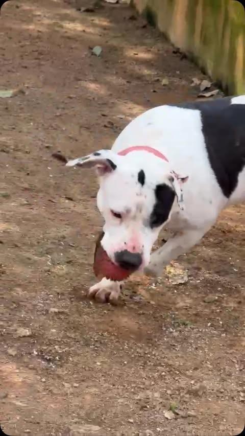 Mario, cachorro de porte médio para adoção em São Paulo - SP