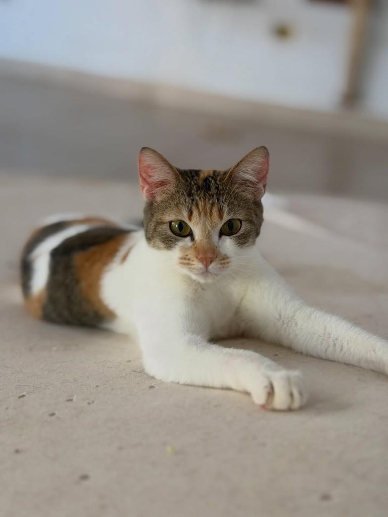 Maria Amélia, gata de porte pequeno para adoção em São Paulo - SP