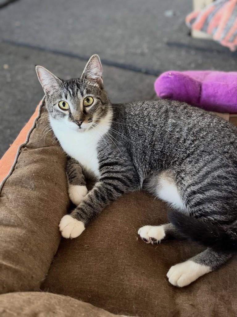 Max, gato de porte pequeno para adoção em São Paulo - SP