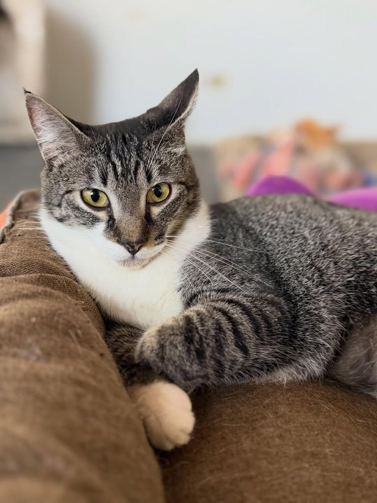 Max, gato de porte pequeno para adoção em São Paulo - SP — foto 2 de 5