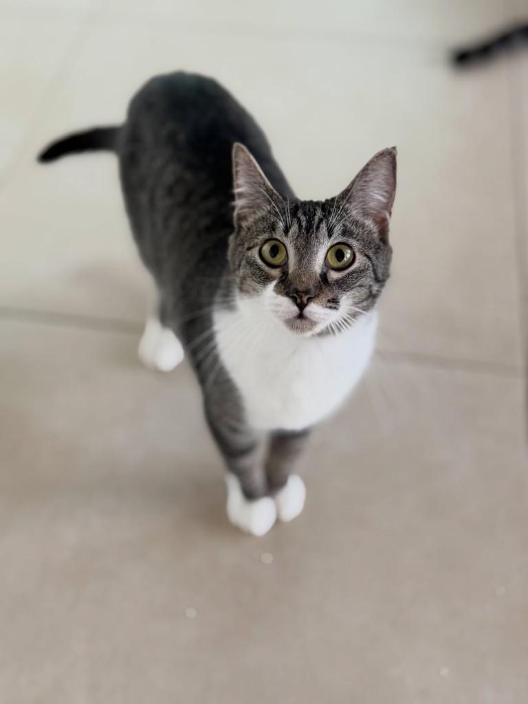 Max, gato de porte pequeno para adoção em São Paulo - SP — foto 3 de 5