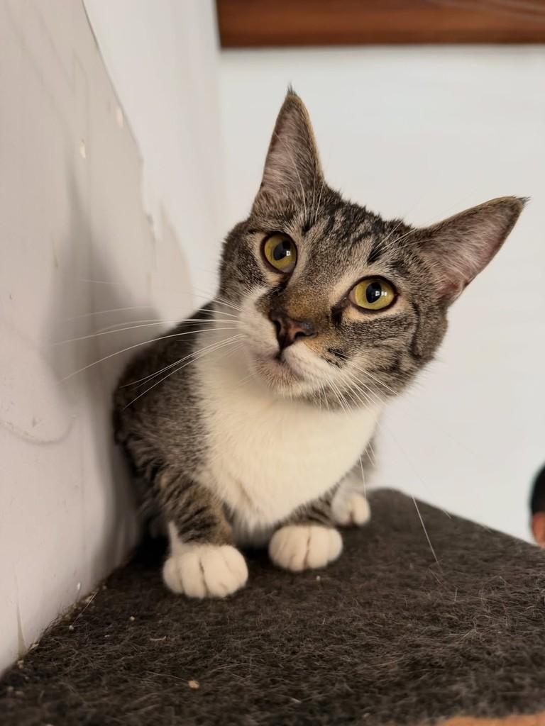 Max, gato de porte pequeno para adoção em São Paulo - SP — foto 4 de 5