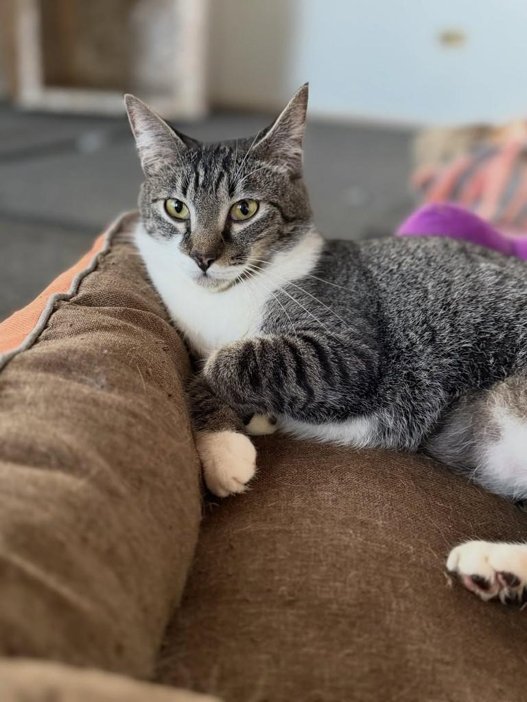 Max, gato de porte pequeno para adoção em São Paulo - SP — foto 5 de 5