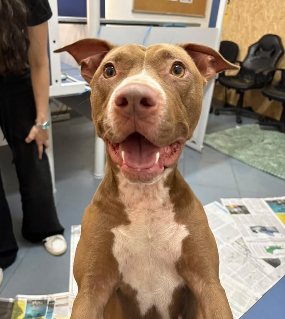 Cacau, cachorro de porte médio para adoção em São Paulo - SP