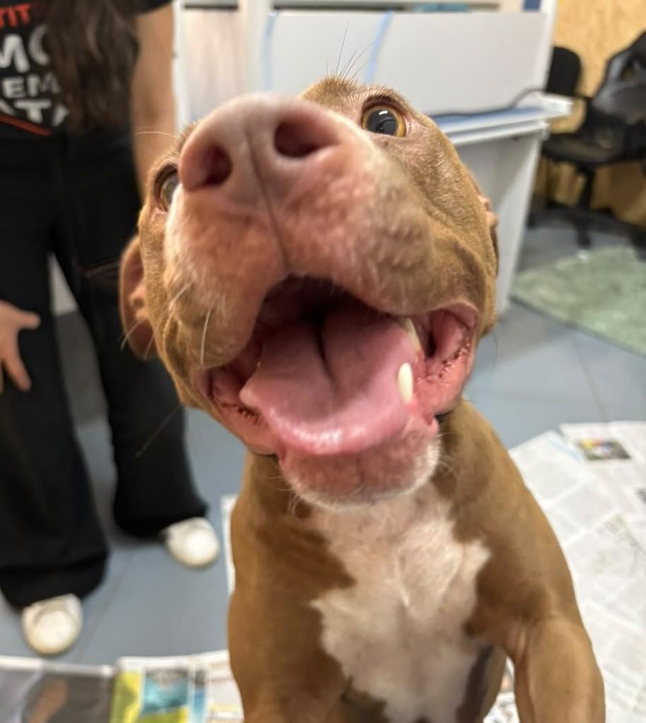 Cacau, cachorro de porte médio para adoção em São Paulo - SP — foto 2 de 10