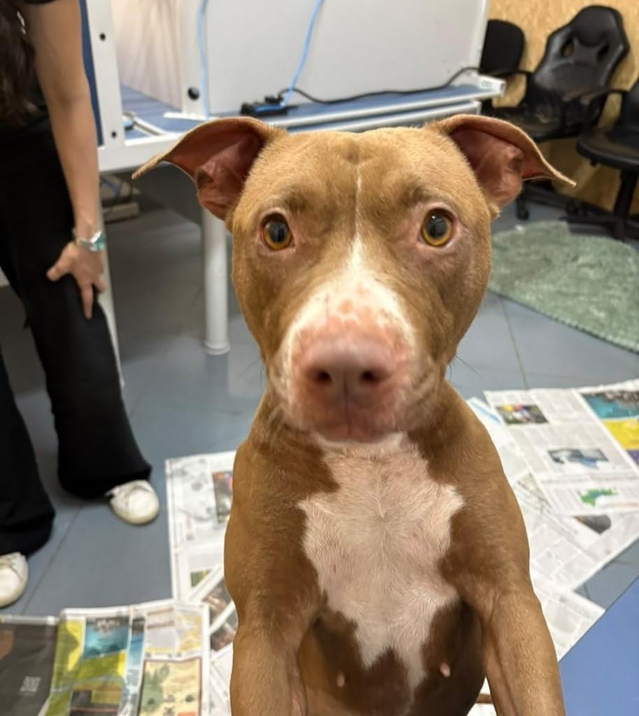 Cacau, cachorro de porte médio para adoção em São Paulo - SP — foto 3 de 10