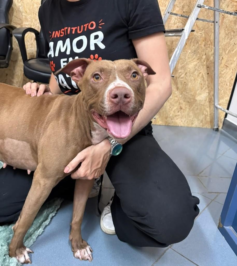 Cacau, cachorro de porte médio para adoção em São Paulo - SP — foto 4 de 10