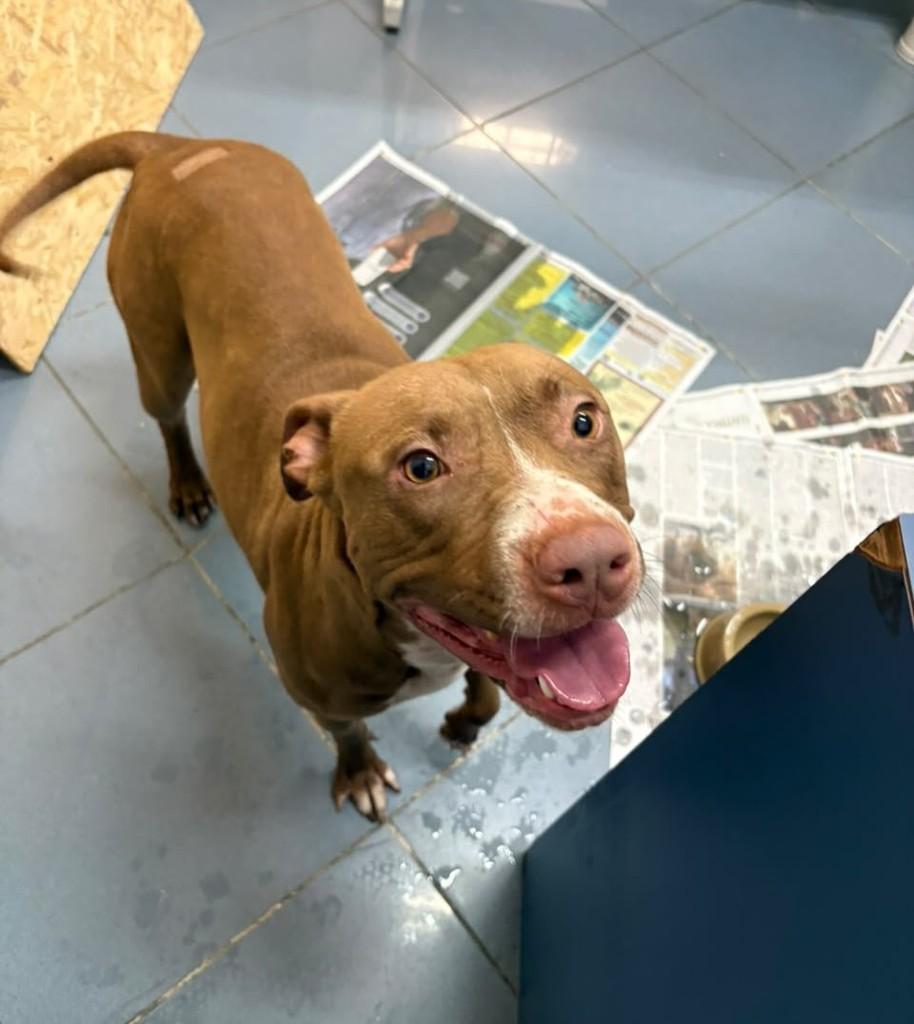 Cacau, cachorro de porte médio para adoção em São Paulo - SP — foto 5 de 10