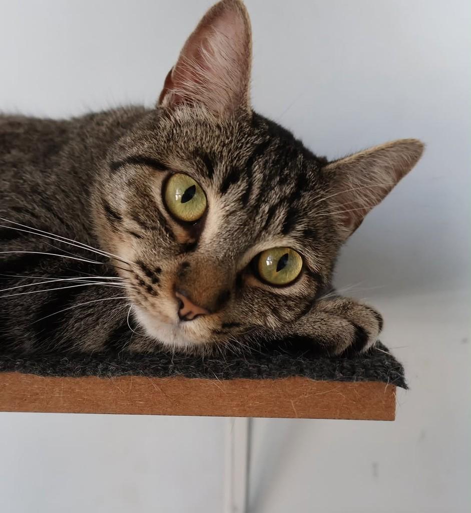 Fátima, gata de porte pequeno para adoção em São Paulo - SP