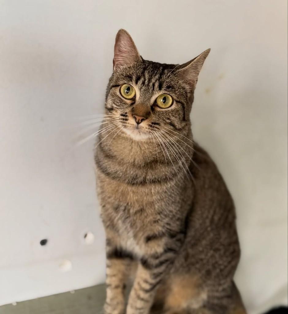 Fátima, gata de porte pequeno para adoção em São Paulo - SP — foto 2 de 6