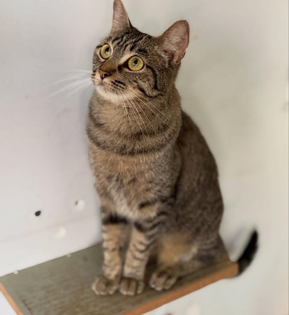 Fátima, gata de porte pequeno para adoção em São Paulo - SP — foto 3 de 6
