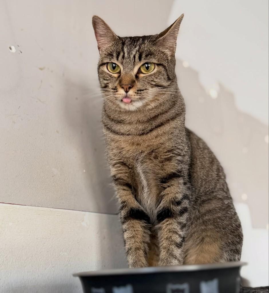 Fátima, gata de porte pequeno para adoção em São Paulo - SP — foto 4 de 6